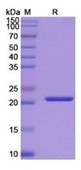 SDS-PAGE (REV1-5902H).jpg